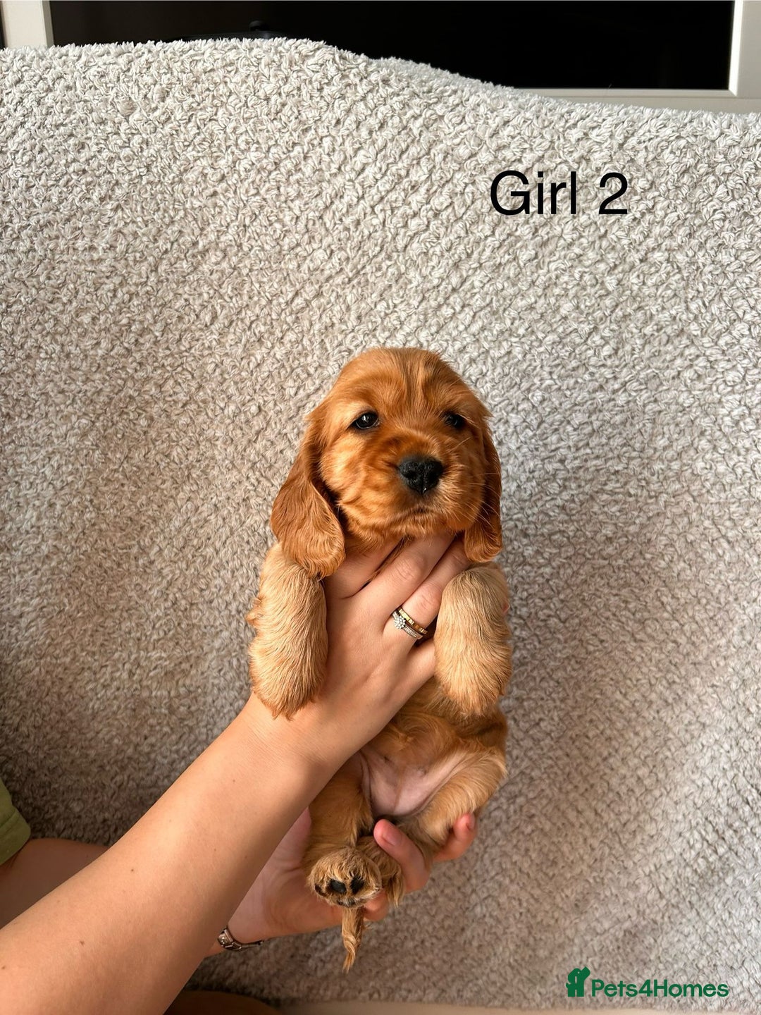 Cocker Spaniel dogs for sale: Golden English Show Cocker Spaniel puppies - Image 23