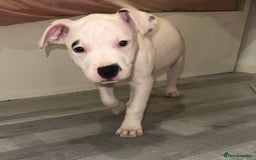 Mixed Breed dogs for sale: American bulldog staffy  - Image 2