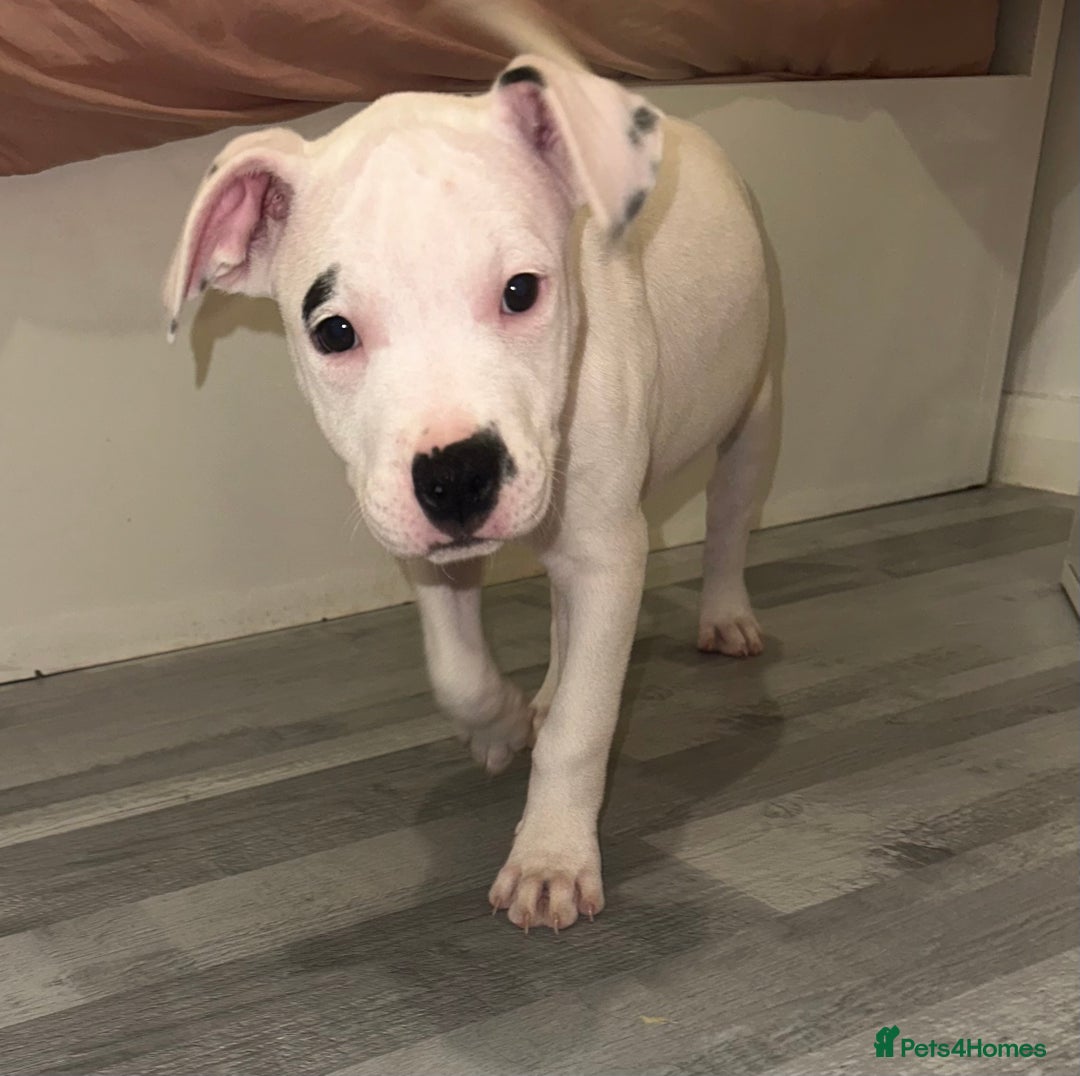Mixed Breed dogs for sale: American bulldog staffy  - Image 2