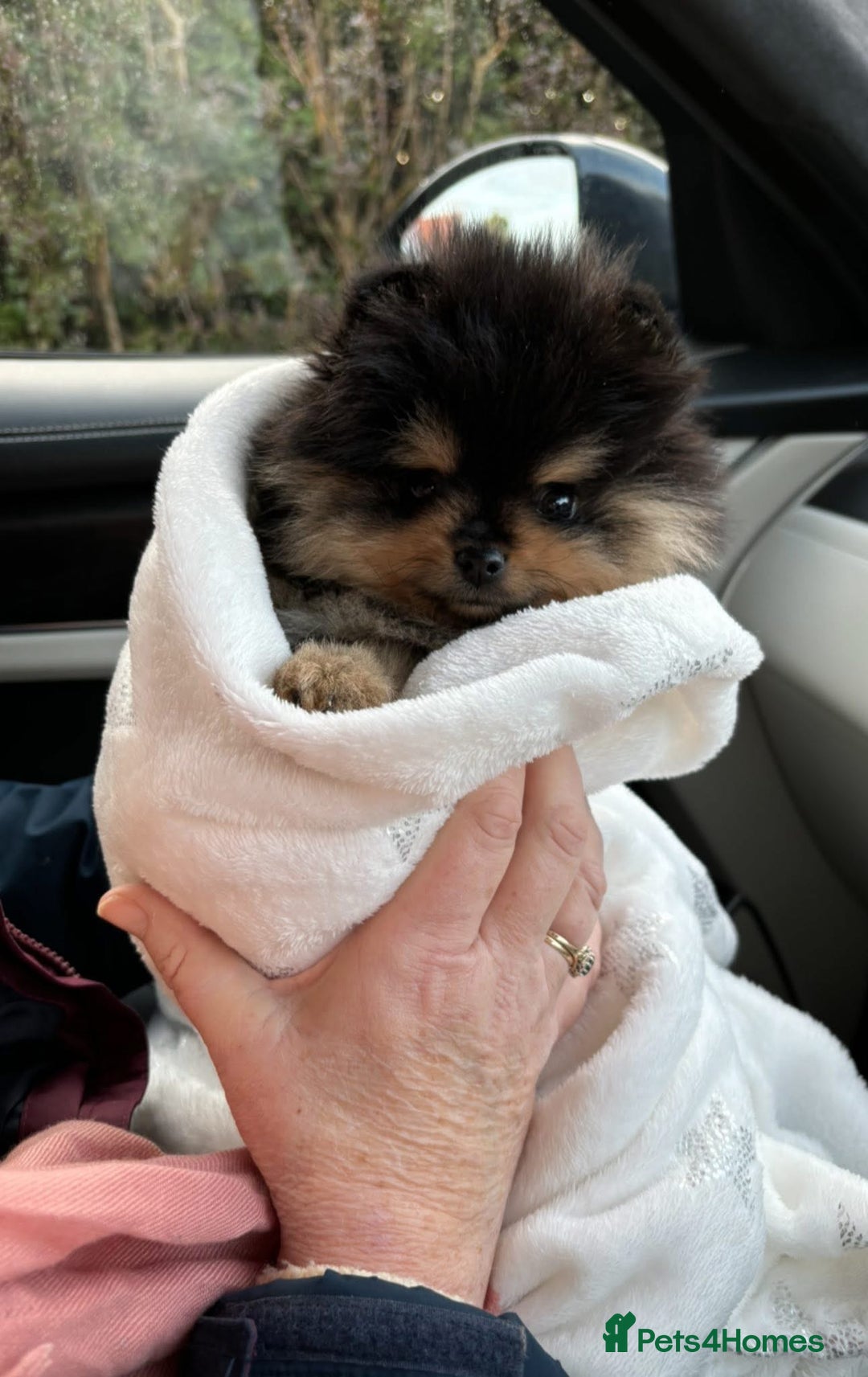 Pomeranian dogs for stud: Prince available for stud services  - Advert 5