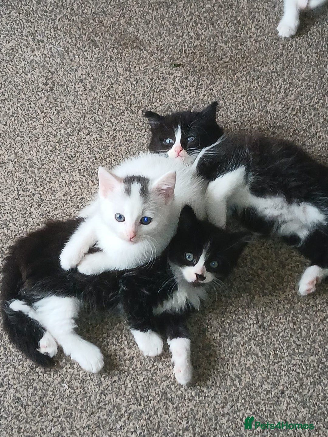 British Shorthair cats for sale: Kittens for sale  - Image 8