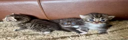 Mixed Breed cats for sale: Silver Tabby Exotic Kittens For Sale - Advert 21