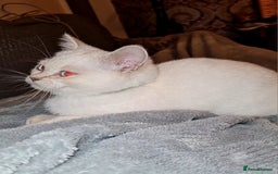 Bengal cats for sale: Bengal cat  - Image 4