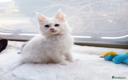 Maine Coon cats for sale: Maine Coon Kittens Polydactyl. Tortie. White - Image 7