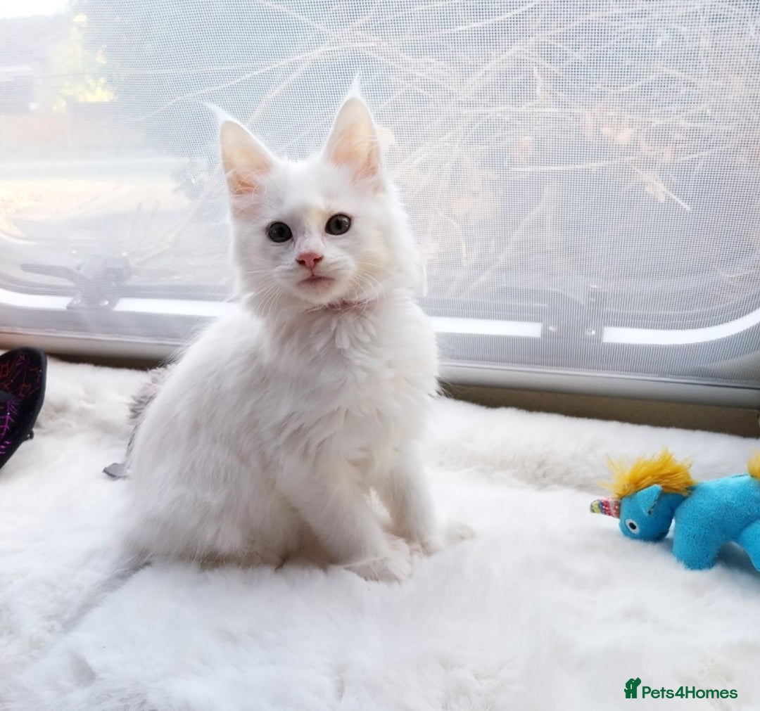 Maine Coon cats for sale: Maine Coon Kittens Polydactyl. Tortie. White - Image 7