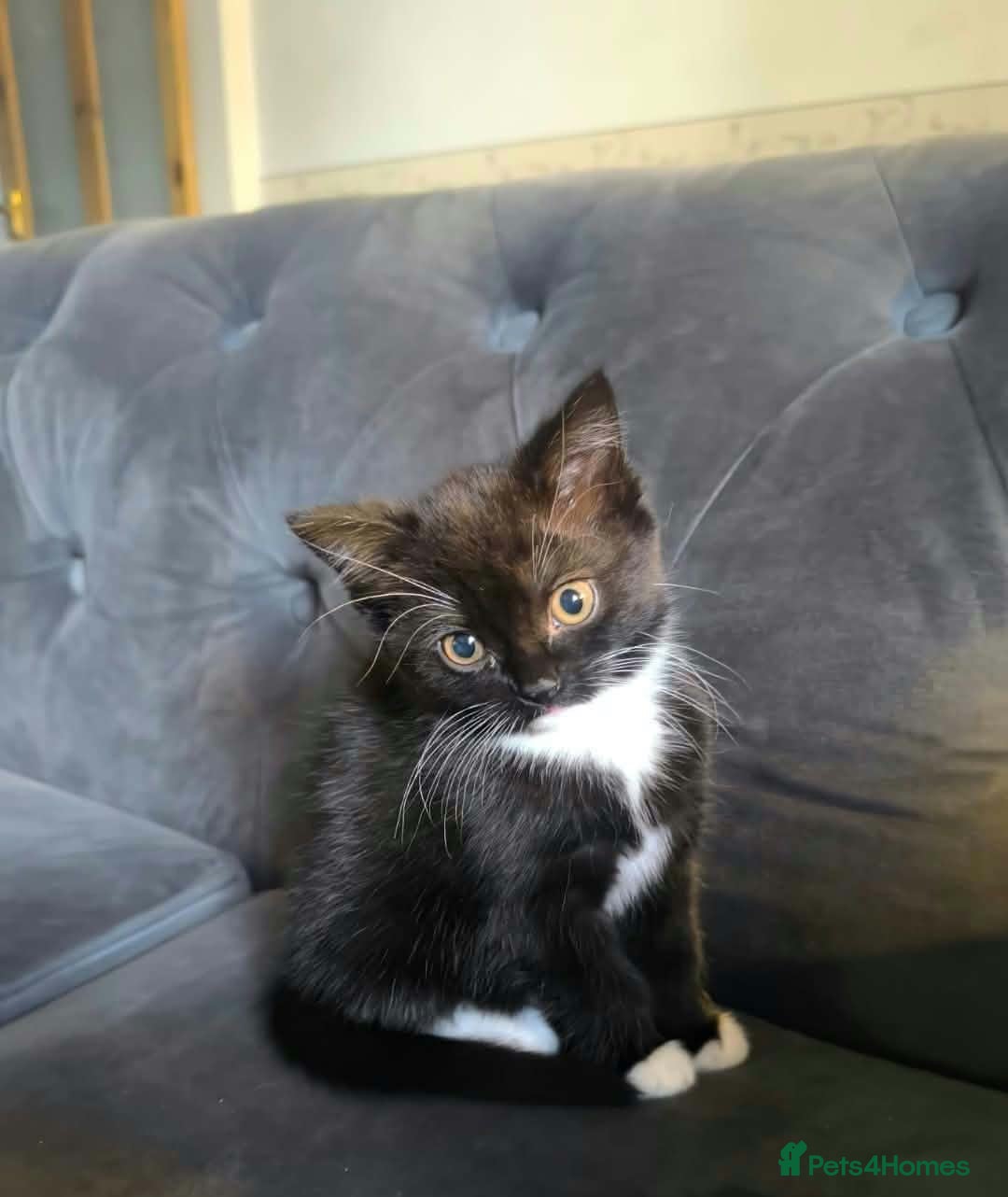 Mixed Breed cats for sale: Black and White female kittens - Advert 18