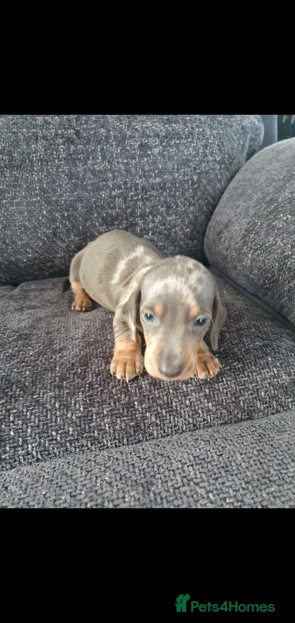 Dachshund dogs Dachshund - Advert 8