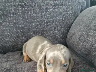 Dachshund dogs Dachshund - Advert 8