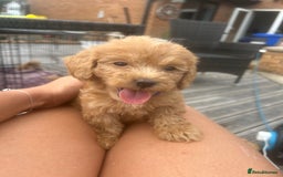 Cockapoo dogs for sale: Light green collar  - *reduced*Beautiful litter of F1 Cockapoos 🐶 - Image 9