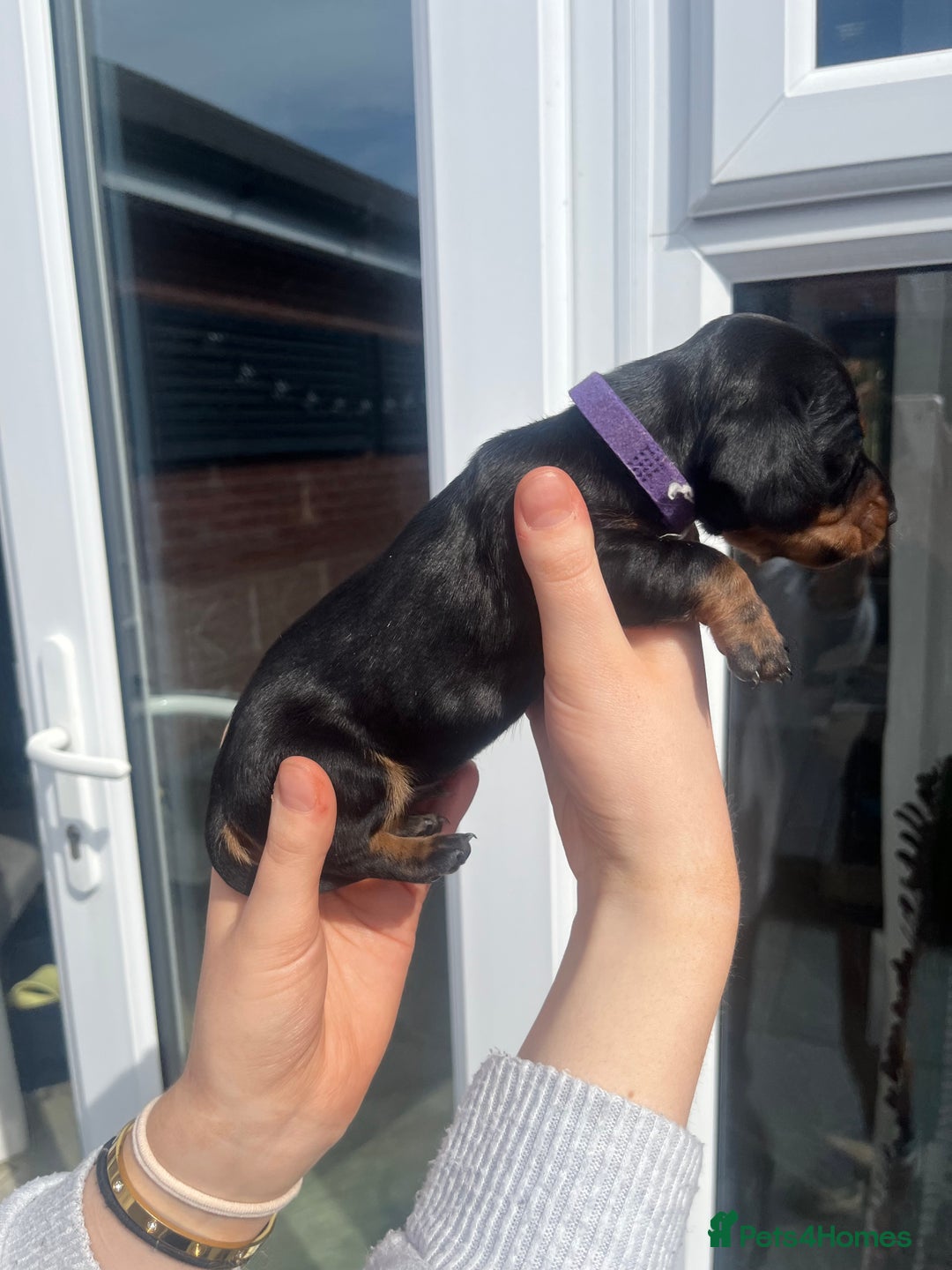 Miniature Dachshund dogs for sale: LAST ONE LEFT Miniature Dachshunds KC Registered in Pershore - Image 10