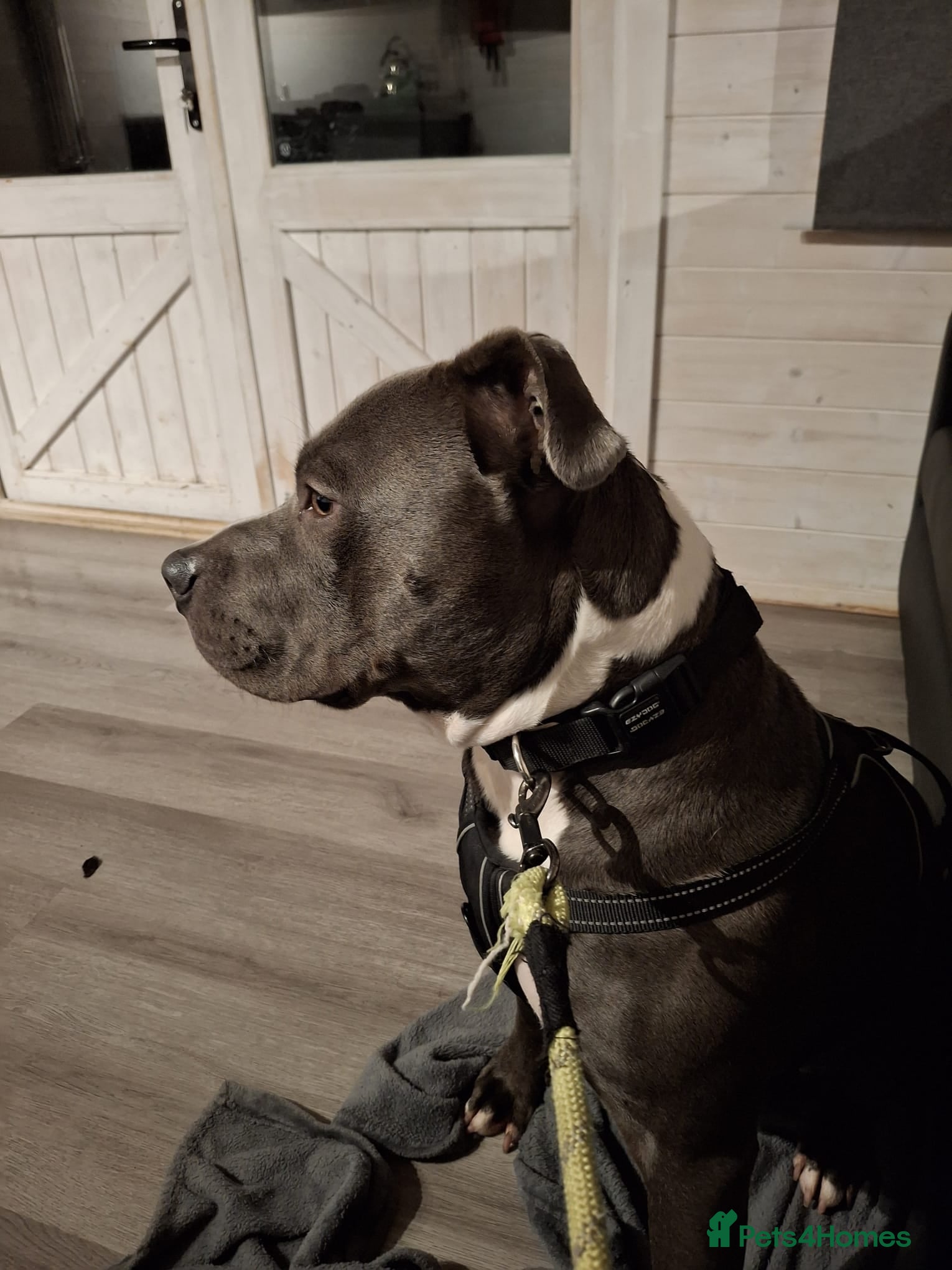 Mixed Breed dogs (Floyd) Blue with white socks staffy in Port Talbot - Advert 3