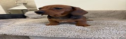 Miniature Dachshund dogs for sale: Miniature dachshund  - Advert 7