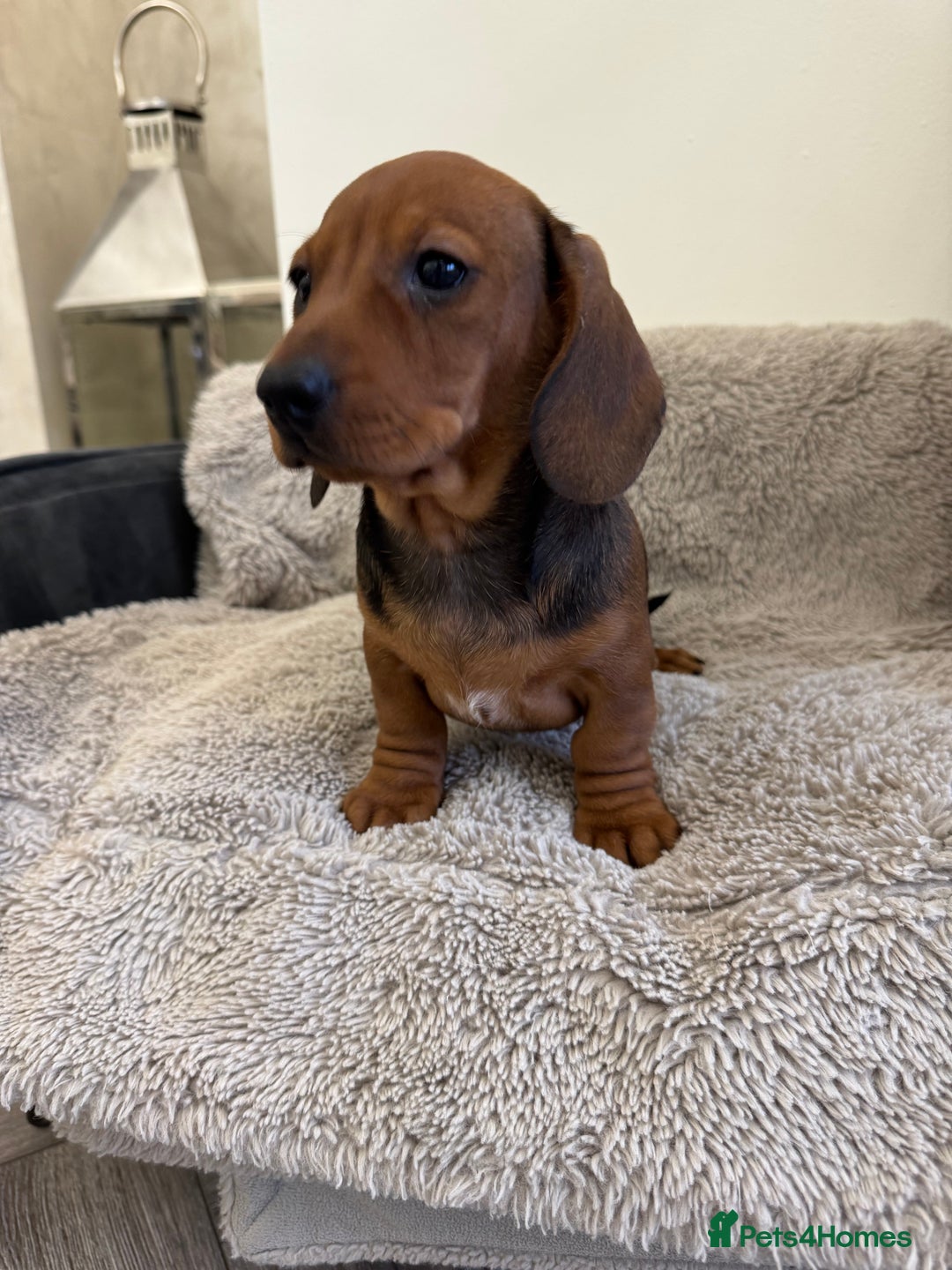 Miniature Dachshund dogs for sale: Miniature dachshund  - Advert 7