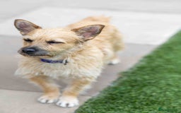 Mixed Breed dogs for adoption: Livvy - Image 17