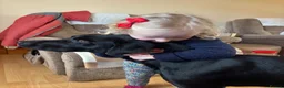 Borador dogs for sale: Labrador collie pups  - Advert 7