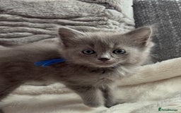 Ragdoll cats for sale: Stunning Ragdoll kittens available  - Image 11