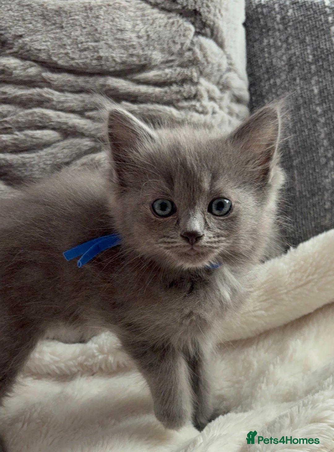 Ragdoll cats for sale: Stunning Ragdoll kittens available  - Image 11
