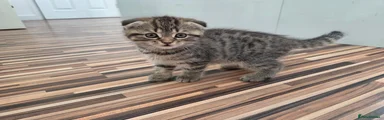 Tabby Fold