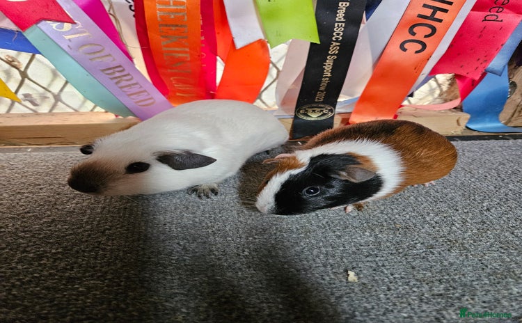 Guinea Pig rodents - Advert 1