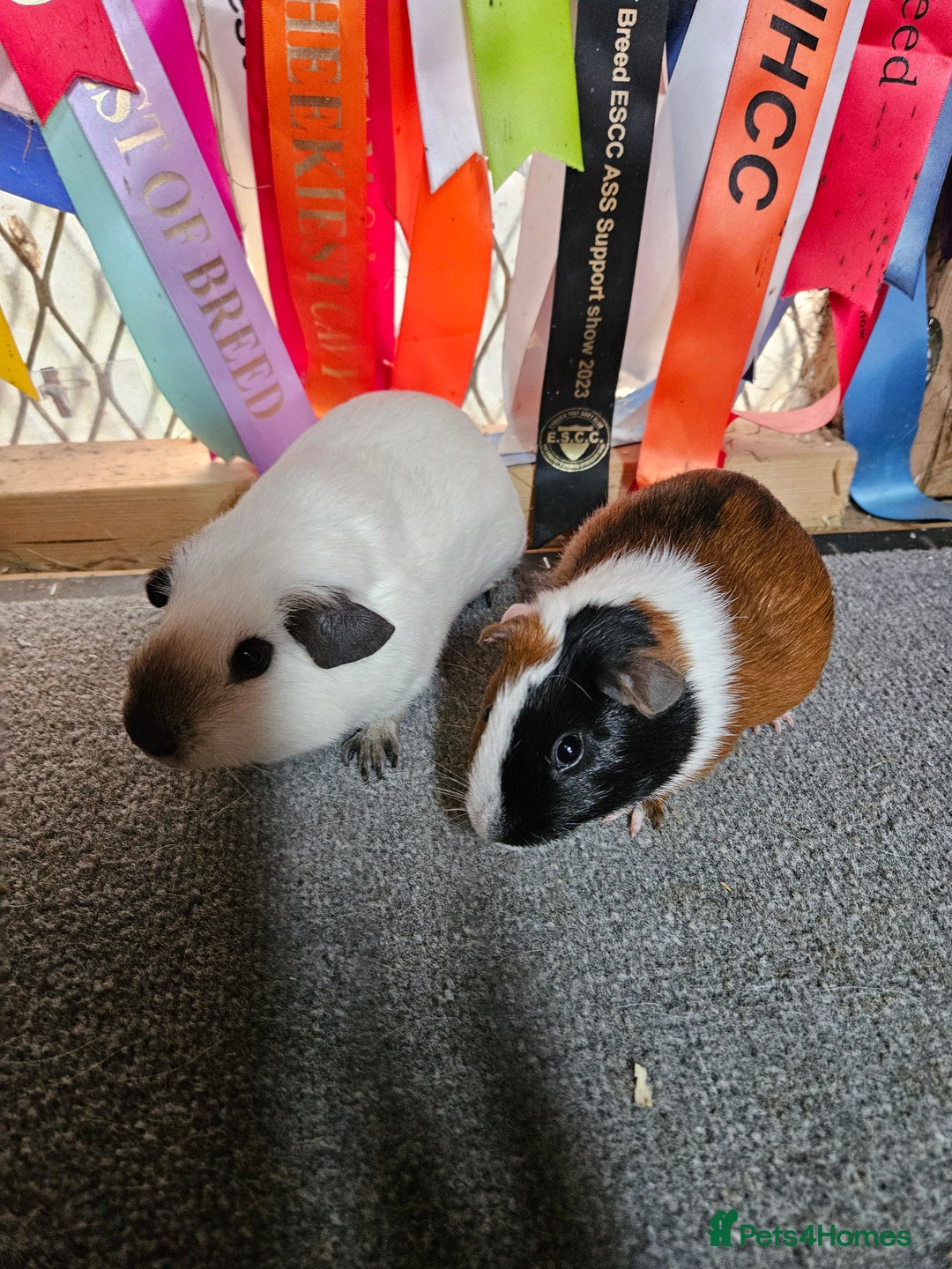 Guinea Pig rodents for sale: Baby boy guinea pigs £40 pair - Image 1