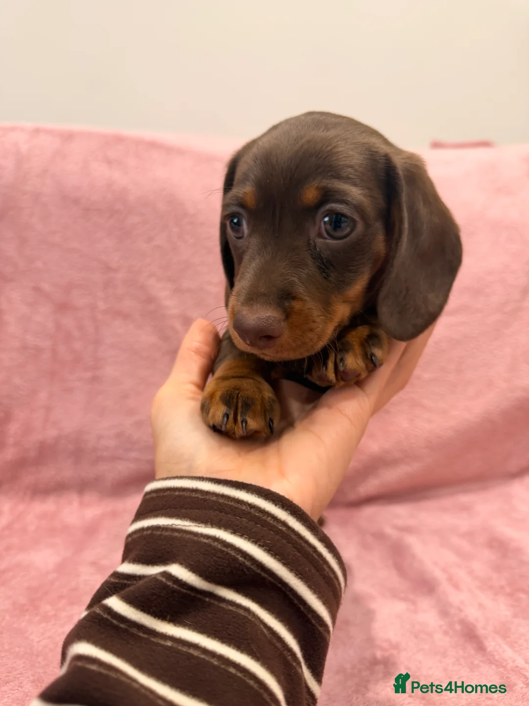 Miniature Dachshund dogs for sale: Miniature Dachshund Girl  - Advert 3