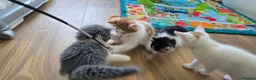Mixed Breed cats for sale: Beautiful Kittens Looking for Their Forever Homes - Advert 14