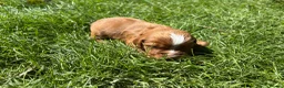 Cocker Spaniel dogs for sale: Fox red working cocker spaniel pups  - Advert 7