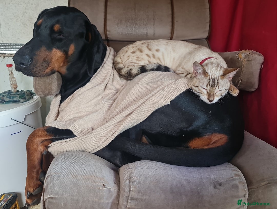 Bengal cats for sale: Cuddly charity donation pay monthly - Image 15