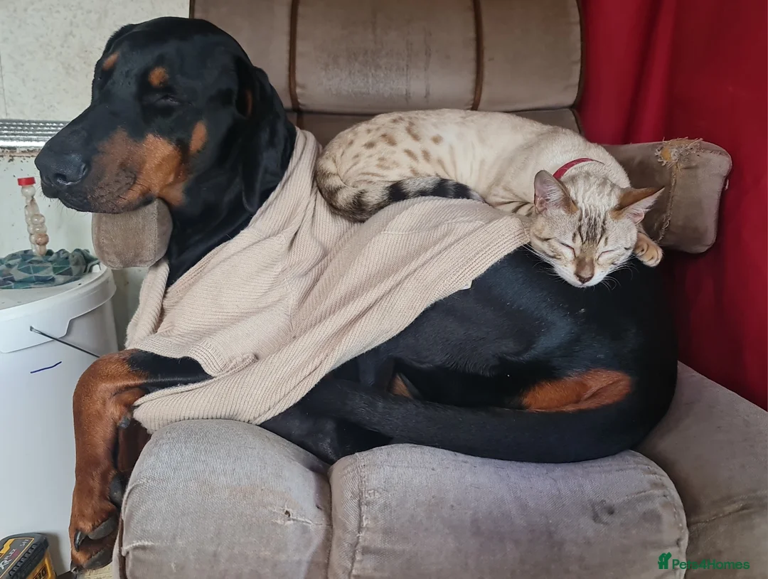 Bengal cats for sale: Guaranteed to be Cuddly *ready now*  - Advert 8