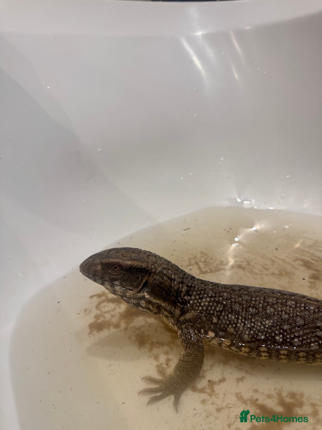 Monitor reptiles for sale: Bosc Monitor - Advert 5