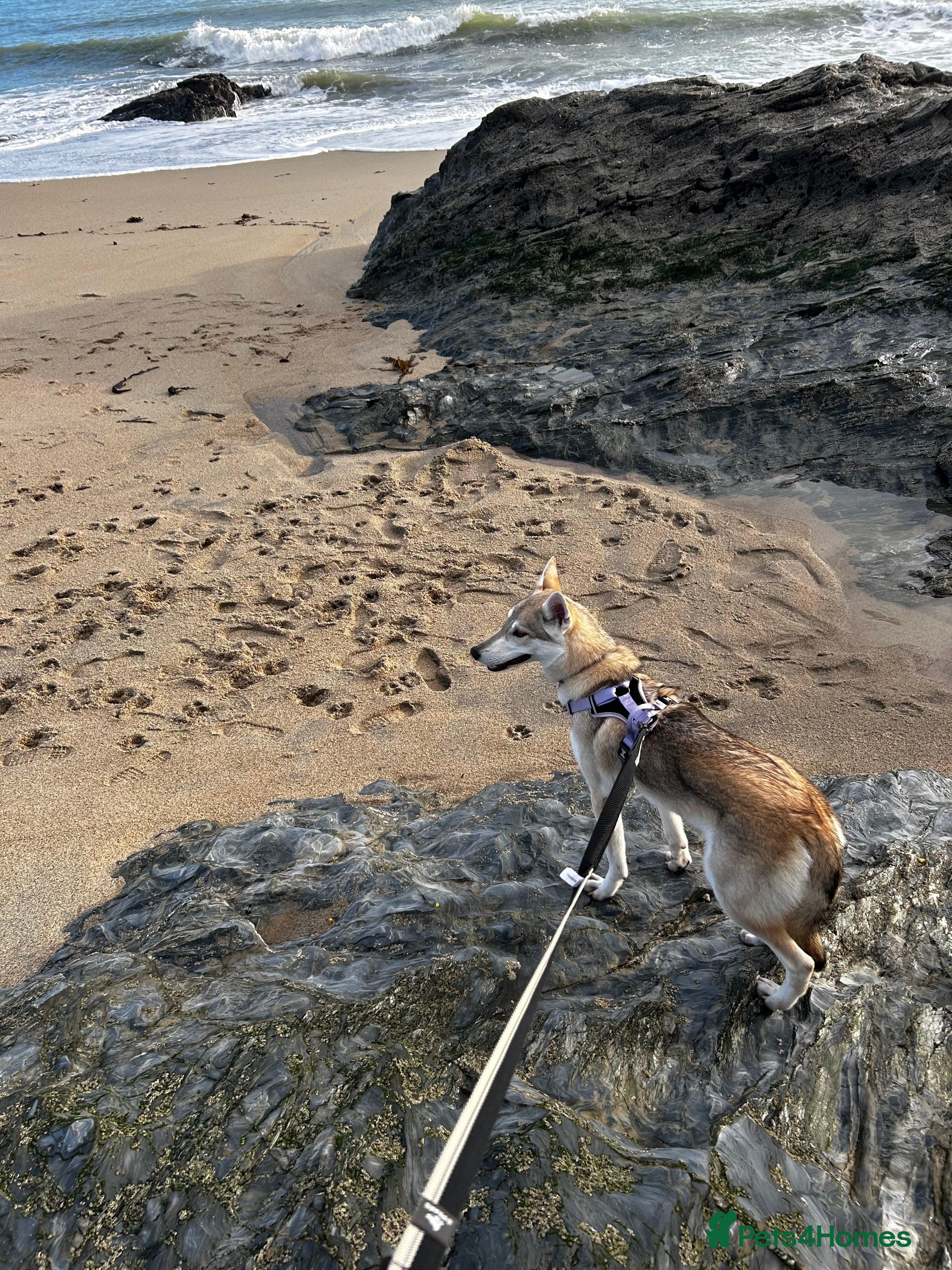 Mixed Breed dogs Northern Inuit Cross Breed - Advert 1