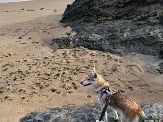 Mixed Breed dogs Northern Inuit Cross Breed - Advert 1