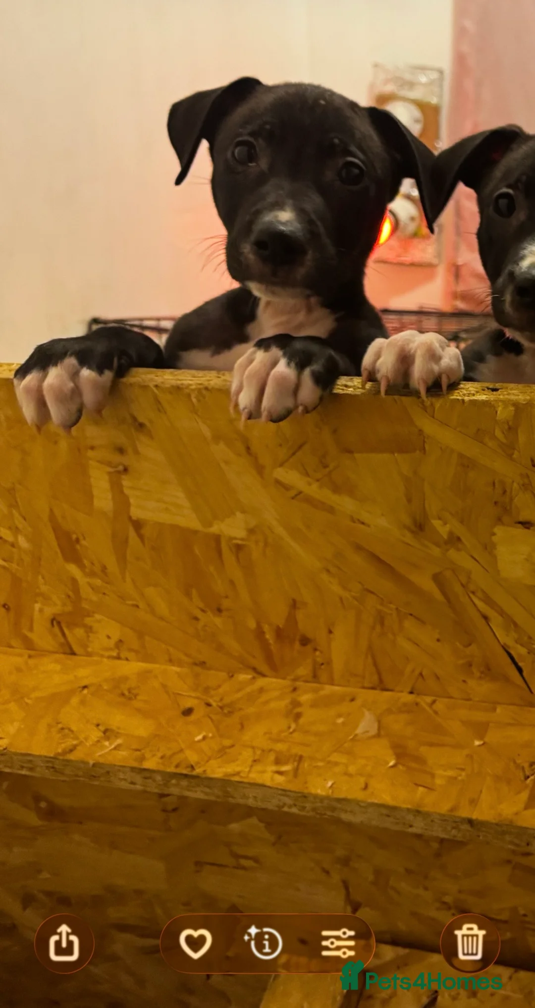 Lurcher dogs for sale: Bull greyhound pups - Advert 2