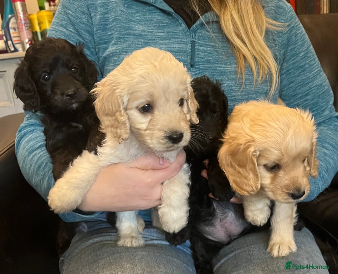 Cockapoo dogs for sale: COCKAPOO PUPPIES  - Image 1