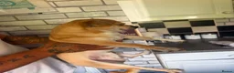 Jack Chi dogs for sale: male jack russel mixed with Chihuahua in Barnsley - Advert 3
