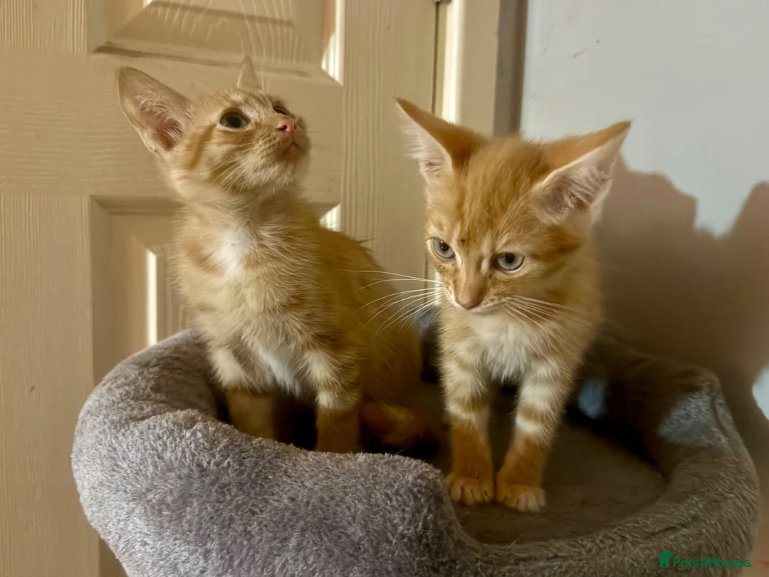 Mixed Breed cats for sale: 3 baby’s ready for there forever homes  in Maidenhead - Advert 1