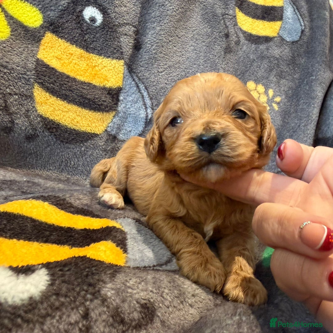 Cavapoo dogs for sale: Stunning F1 Cavapoo puppies - Advert 8