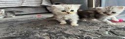 Maine Coon cats for sale: Maincoon / Persian babies looking for laps  - Advert 5