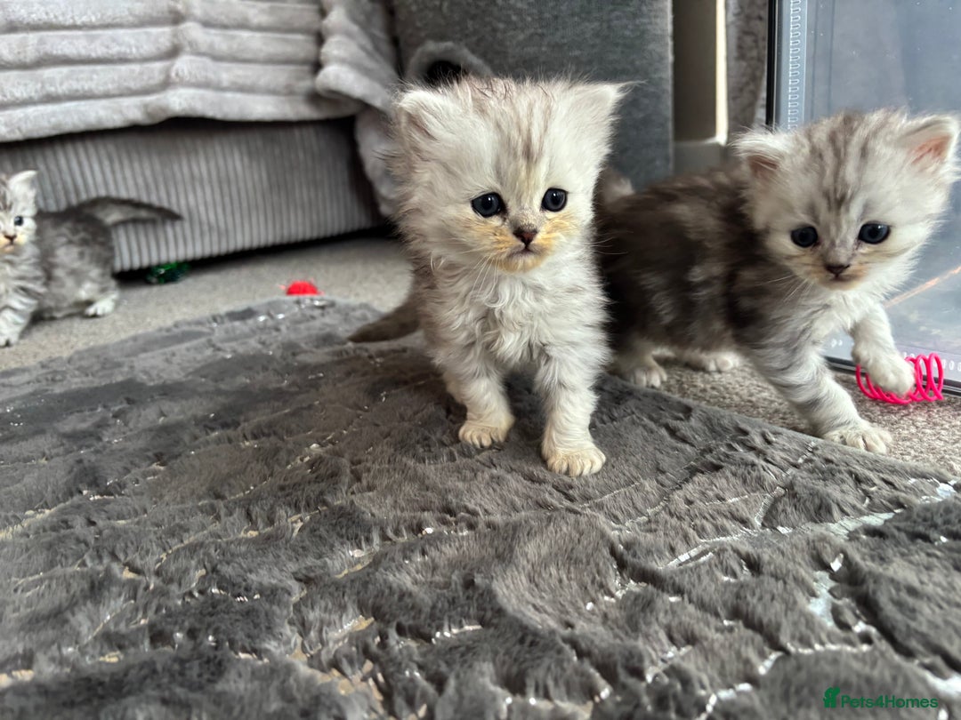 Maine Coon cats for sale: Maincoon / Persian babies looking for laps  - Advert 5