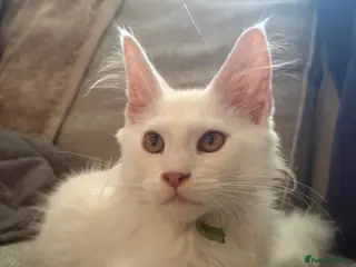Maine Coon cats 🐾 Tica registered Maine coon kittens - Advert 18