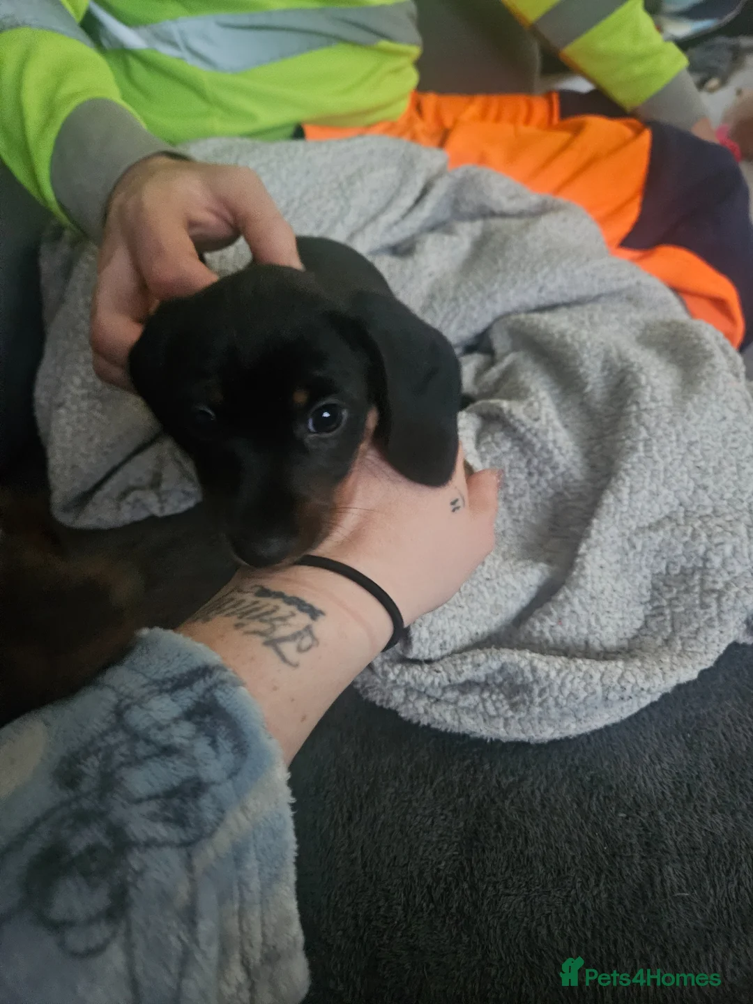 Miniature Dachshund dogs for sale: Miniature dauchshund boys - Advert 2