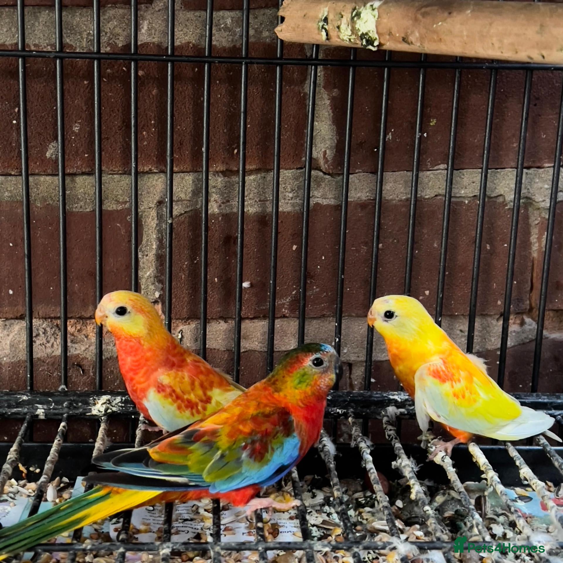 Ringnecks birds Beautiful red rumpus parakeet  - Advert 5