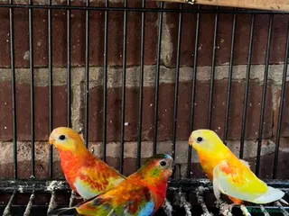 Ringnecks birds Beautiful red rumpus parakeet - Advert 5