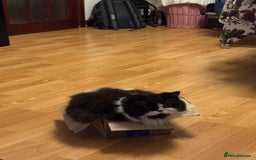 British Longhair cats for sale: British long hair - Image 4