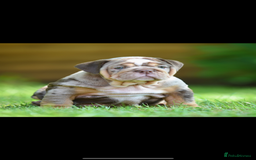 English Bulldog dogs for sale: ***EPIC BULLYZ PUPPIES*** - Image 5