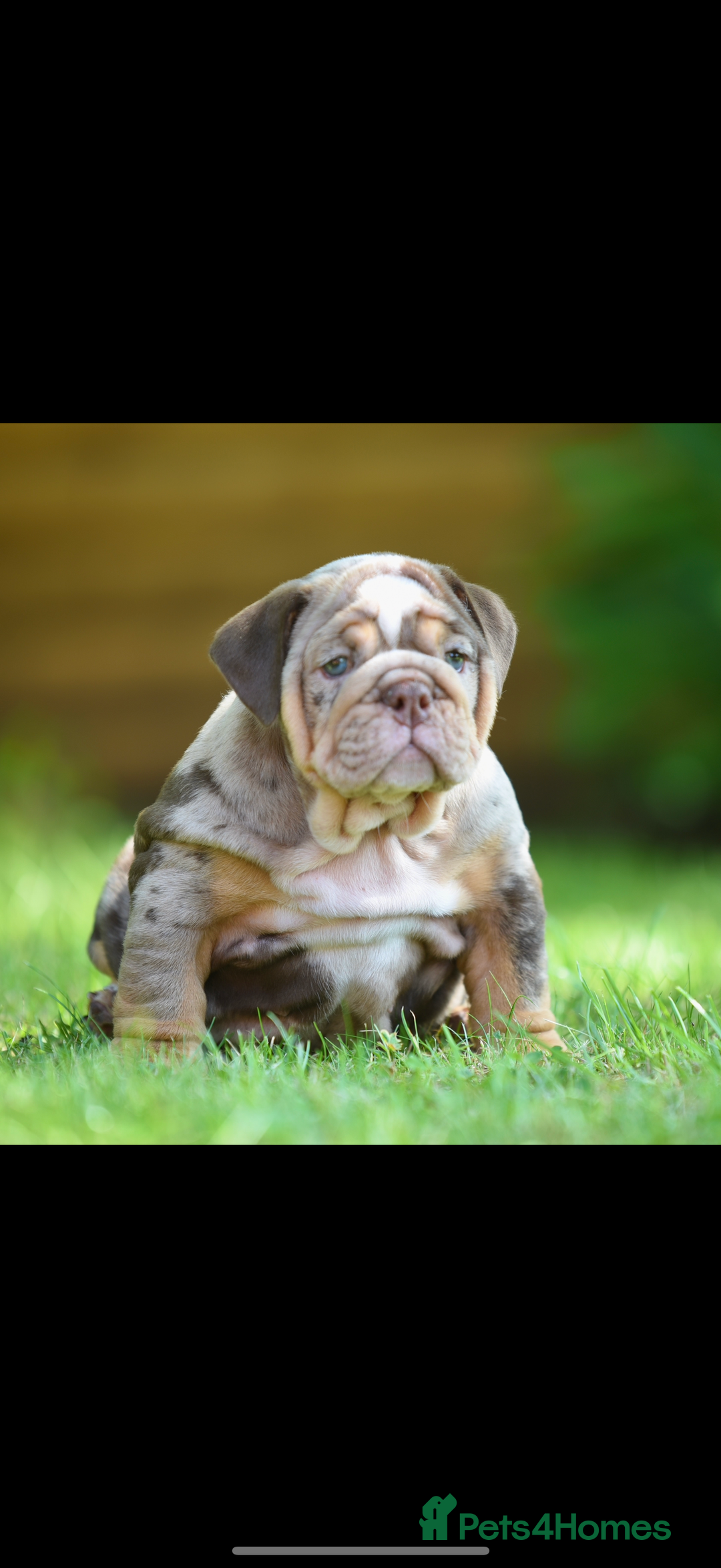 English Bulldog dogs for sale: ***EPIC BULLYZ PUPPIES*** - Image 5