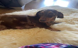 Miniature Dachshund dogs for sale: Miniature Dachshunds - Image 16