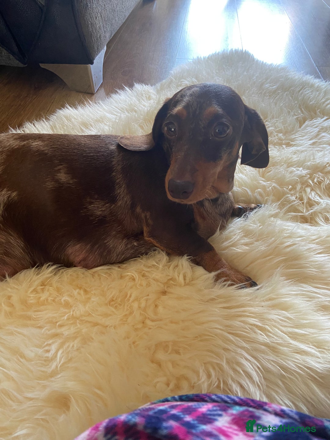 Miniature Dachshund dogs for sale: Miniature Dachshunds - Image 16