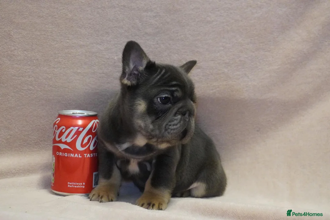 French Bulldog dogs for sale: French bulldog full pink, blue tan pink carrier  - Advert 25