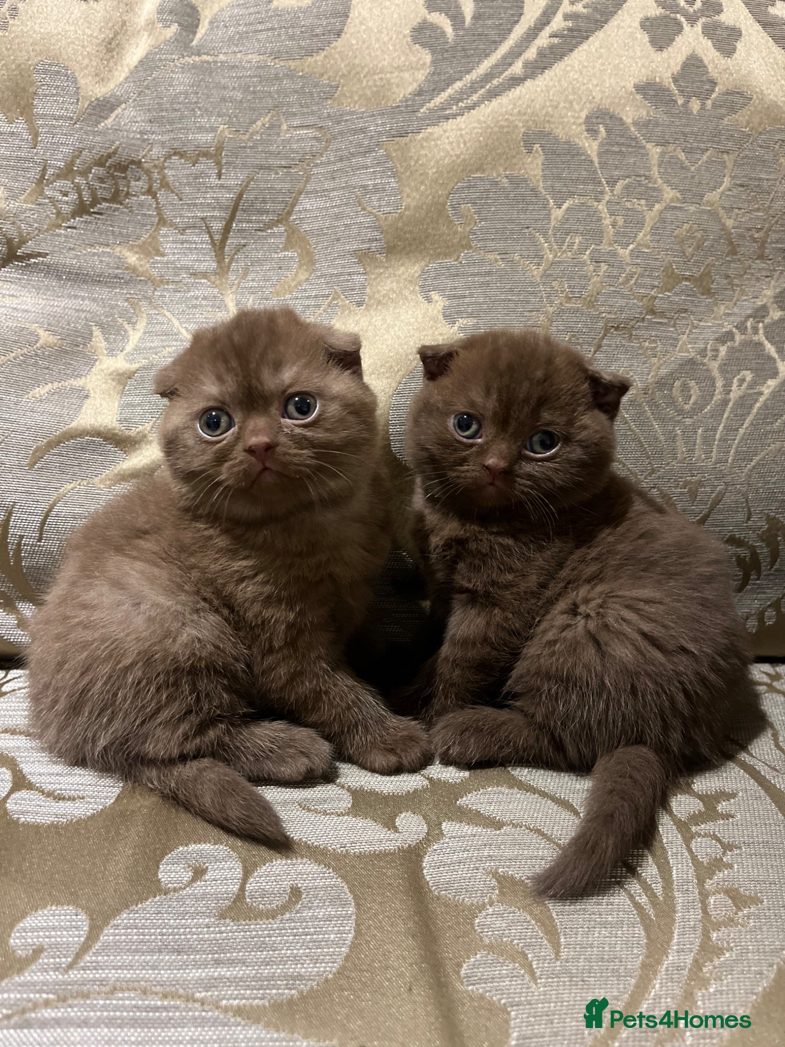 Scottish Fold cats Super Special Scottish fold babies - reg. pedigree - Advert 10